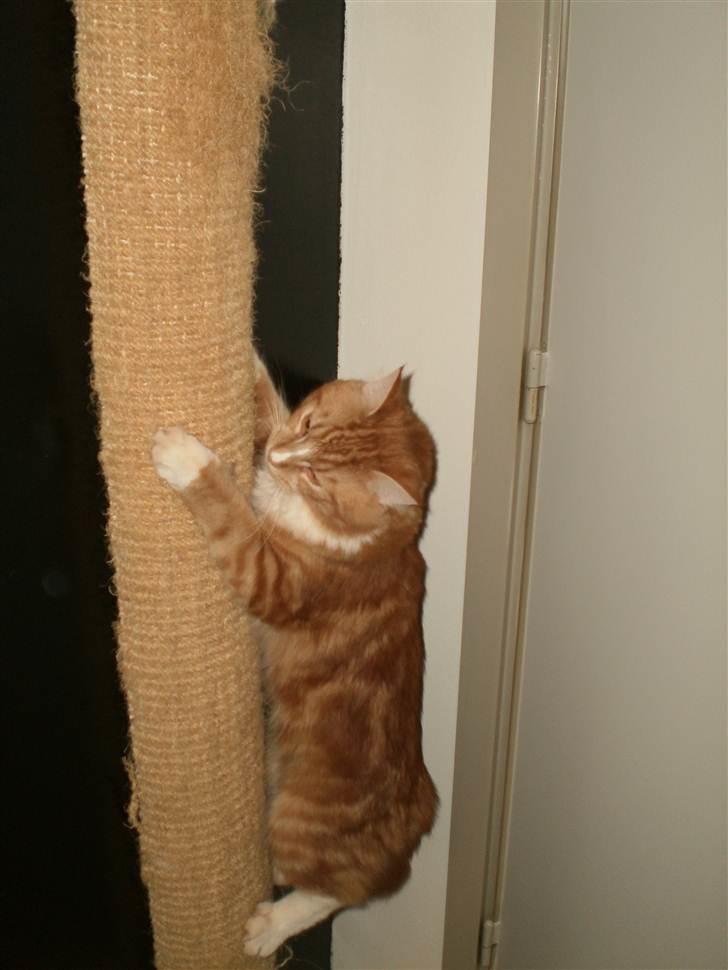 Blanding af racer Tumle billede 2