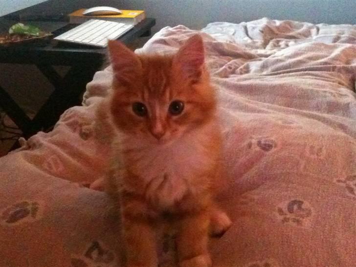 Blanding af racer Tumle billede 4