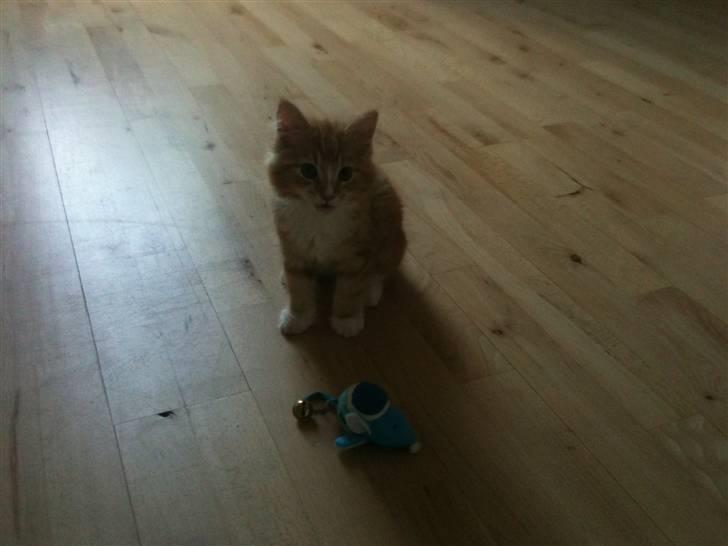 Blanding af racer Tumle billede 5