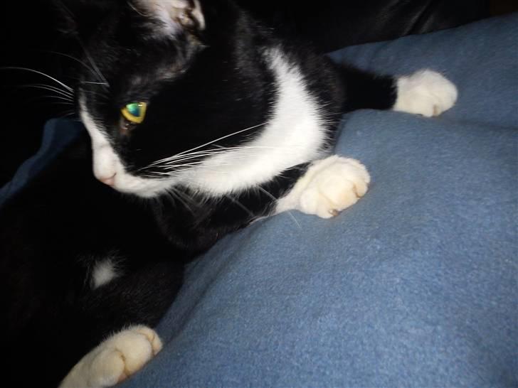 Blanding af racer Coco billede 2