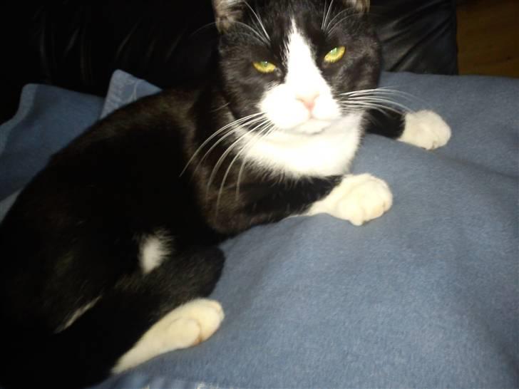 Blanding af racer Coco billede 3