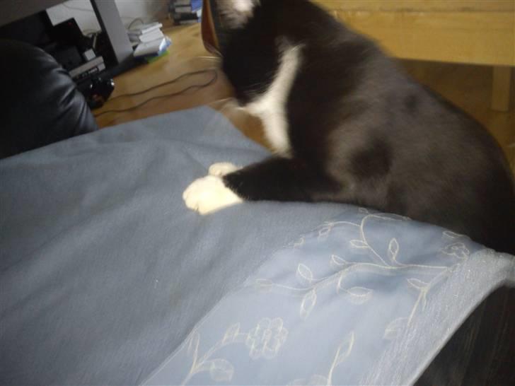 Blanding af racer Coco billede 4