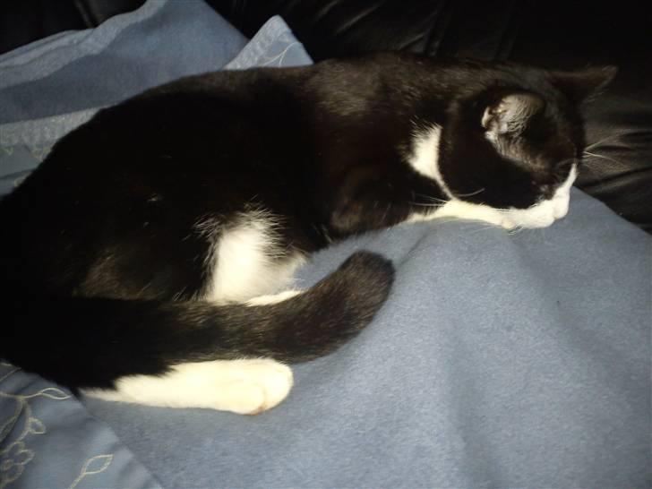 Blanding af racer Coco billede 5