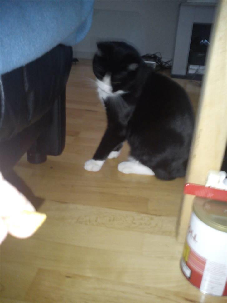 Blanding af racer Coco billede 6