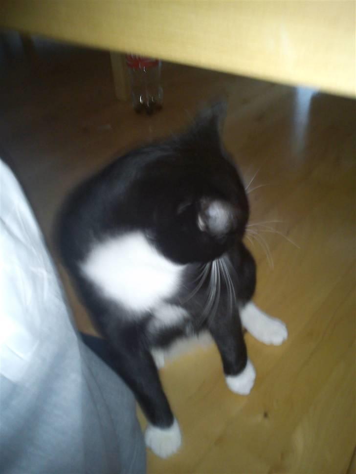 Blanding af racer Coco billede 7