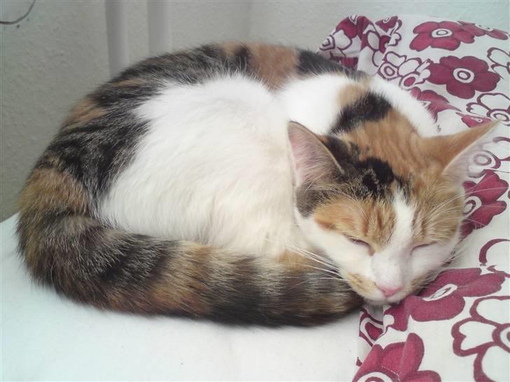 Blanding af racer Lille missen billede 1