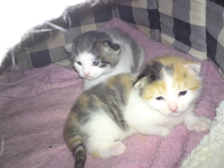 Blanding af racer Lille missen billede 2