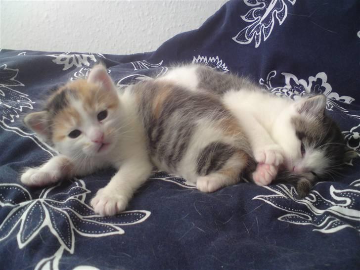 Blanding af racer Lille missen billede 3