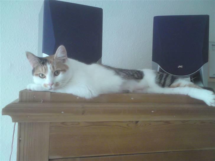 Blanding af racer Lille missen billede 4