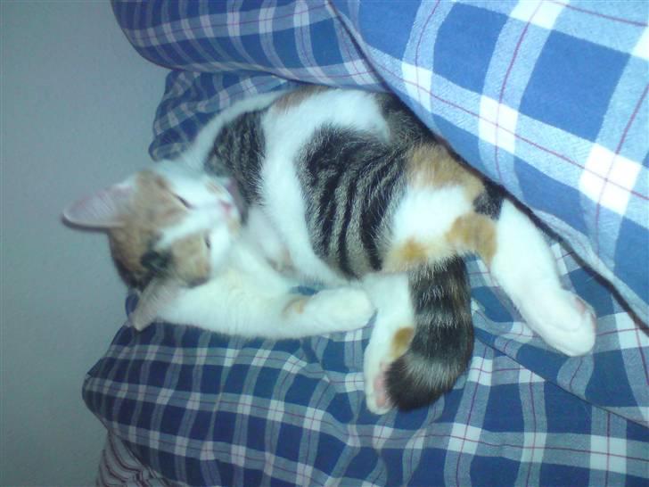 Blanding af racer Lille missen billede 5