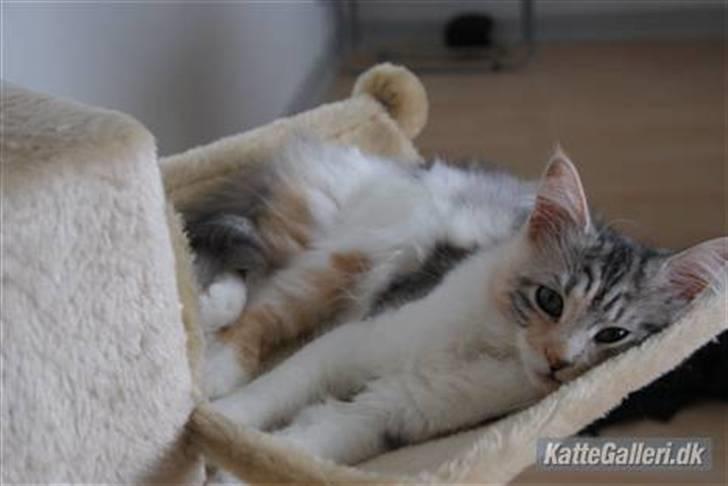 Maine Coon Tulle billede 1