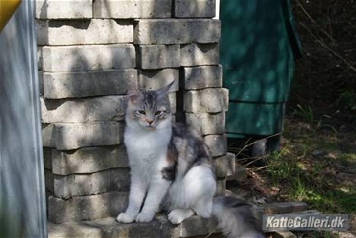 Maine Coon Tulle billede 2