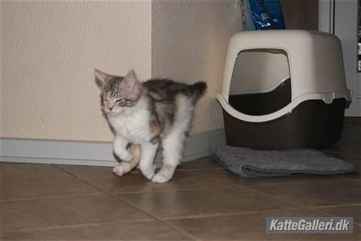 Maine Coon Tulle billede 3