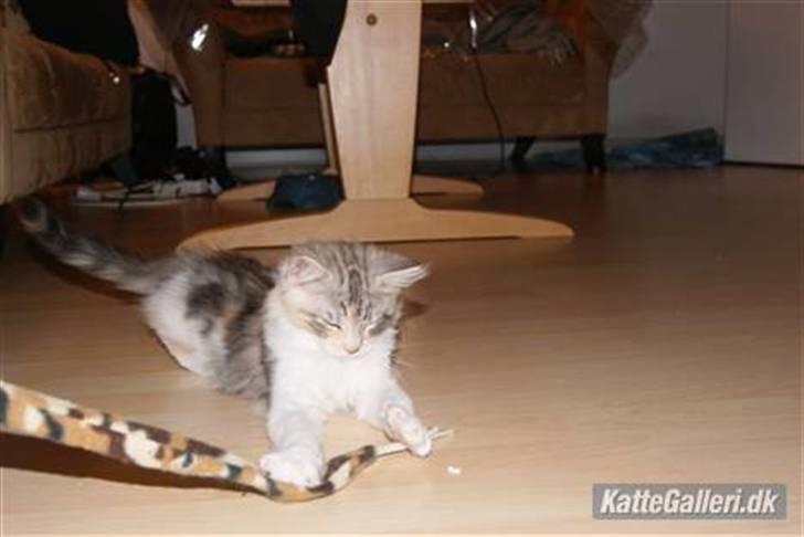 Maine Coon Tulle billede 4