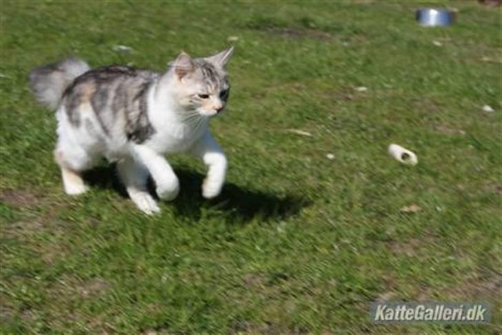 Maine Coon Tulle billede 5