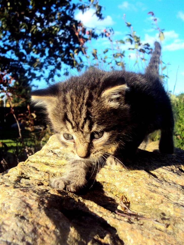 Blanding af racer Sally billede 14