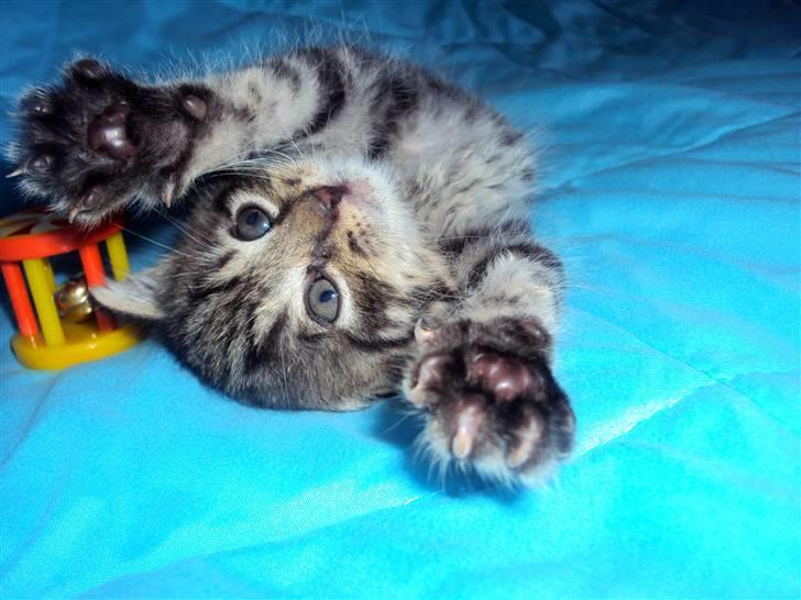 Blanding af racer Sally billede 15