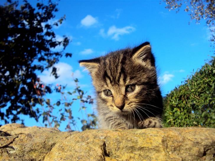 Blanding af racer Sally billede 16