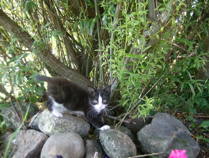 Blanding af racer Figarou - Figarou et par uger efter jeg havde fået ham billede 2