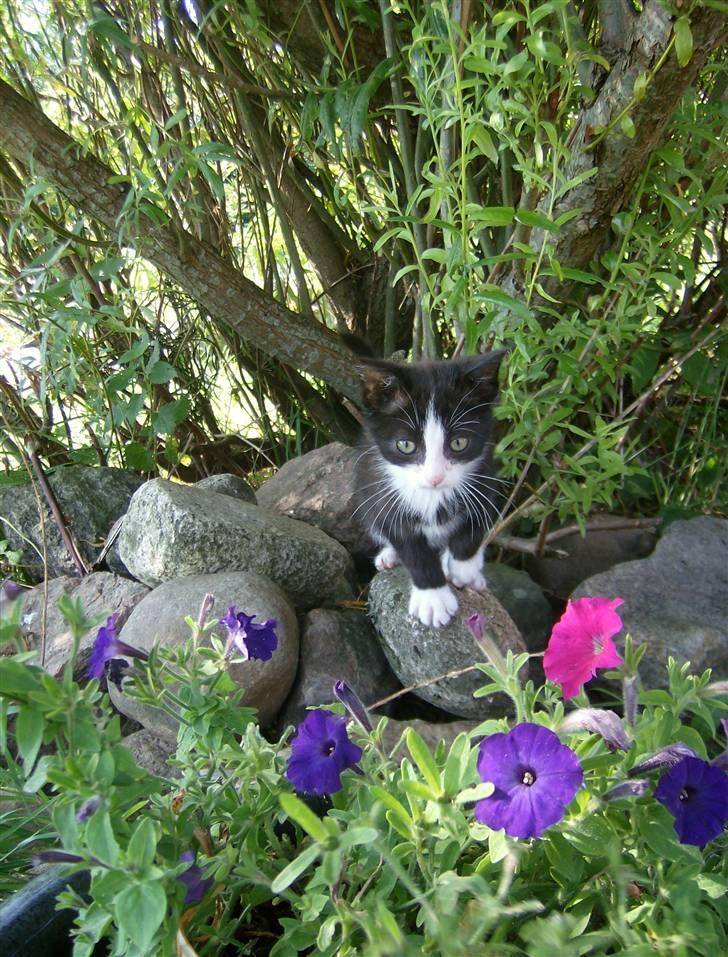 Blanding af racer Figarou - Figarou et par uger efter jeg havde fået ham billede 3