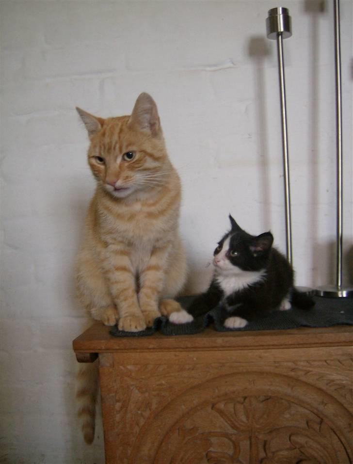 Blanding af racer Figarou - Figarou og Nua billede 4