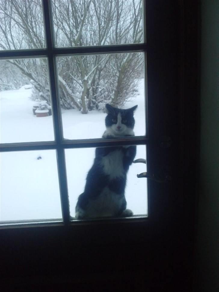 Blanding af racer Figarou - Figarous egen måde at sige: ´´nu vil jeg geren ind!´´ billede 5