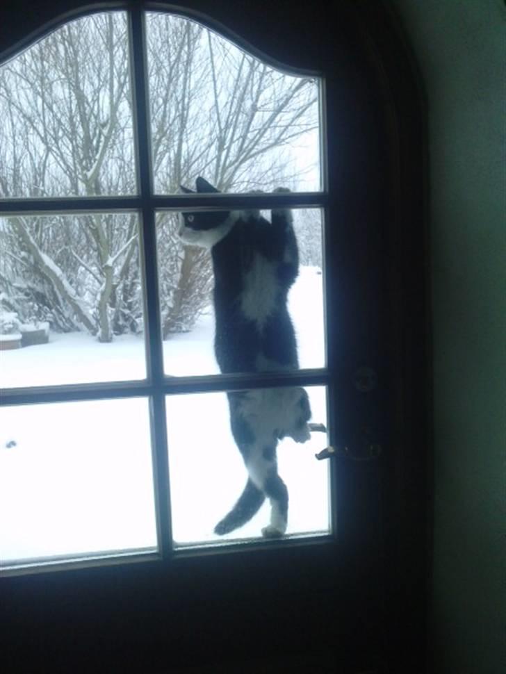 Blanding af racer Figarou - -og hvis man ikke hører/ser ham første gang, så kravler han bare længere op :) billede 6