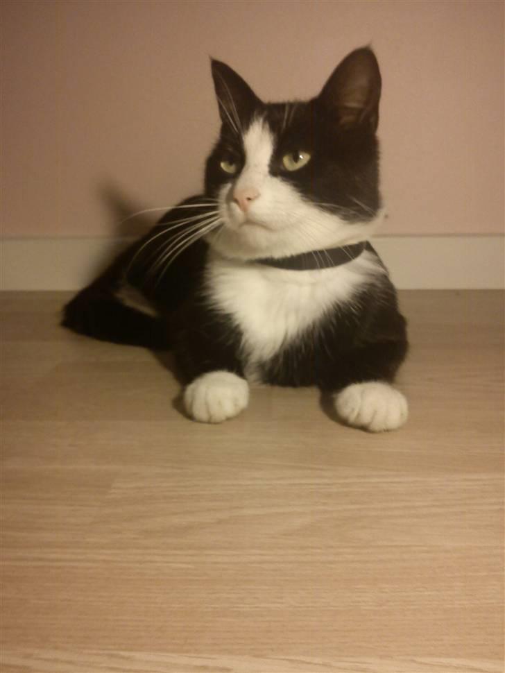 Blanding af racer Figarou - oktober 2010 billede 8