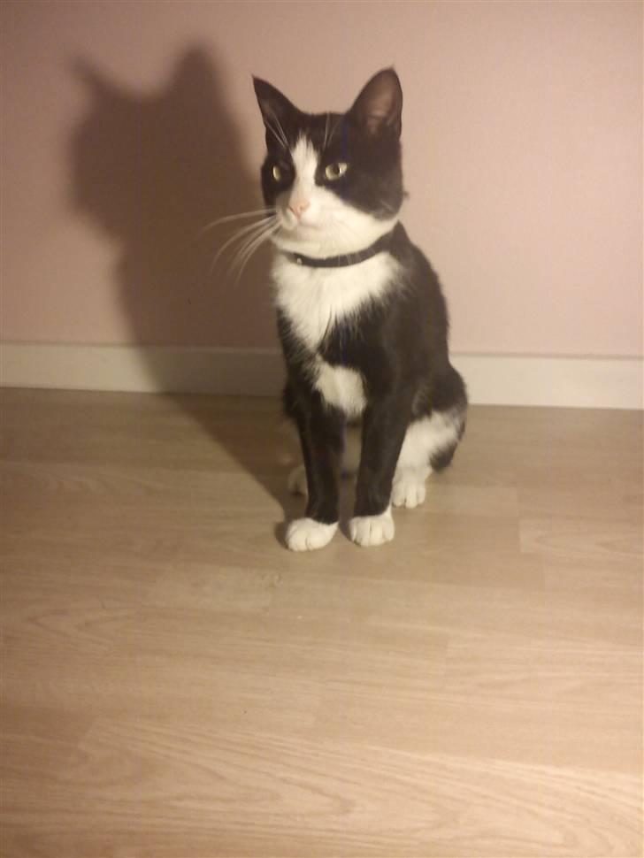 Blanding af racer Figarou - oktober 2010 billede 9