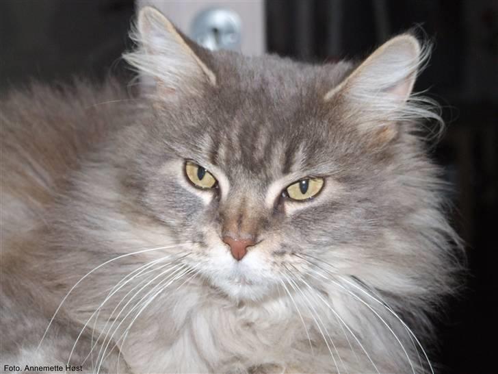 Maine Coon Naomi billede 1
