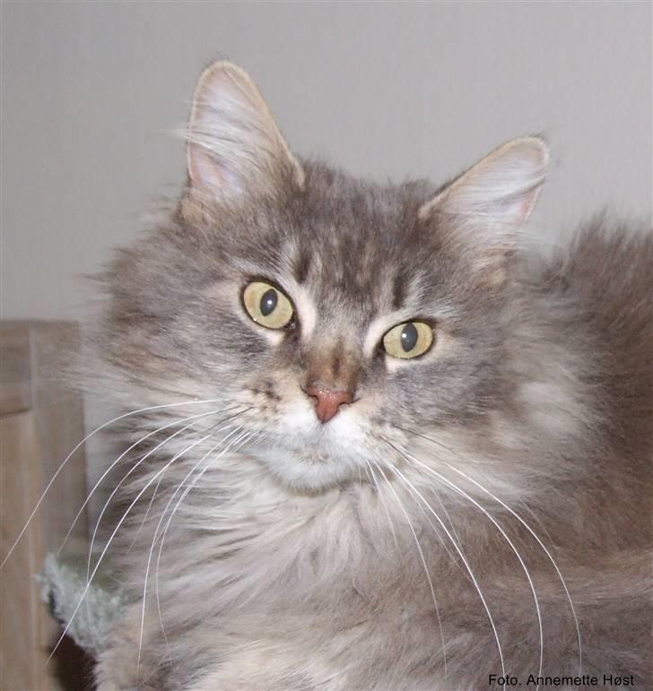 Maine Coon Naomi billede 2