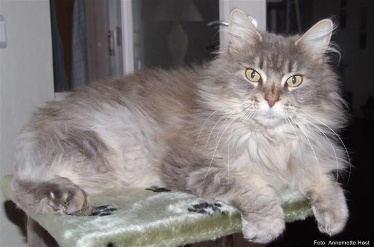 Maine Coon Naomi billede 3
