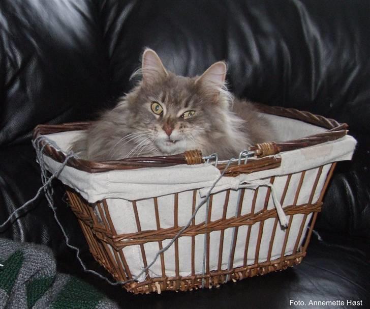 Maine Coon Naomi billede 4