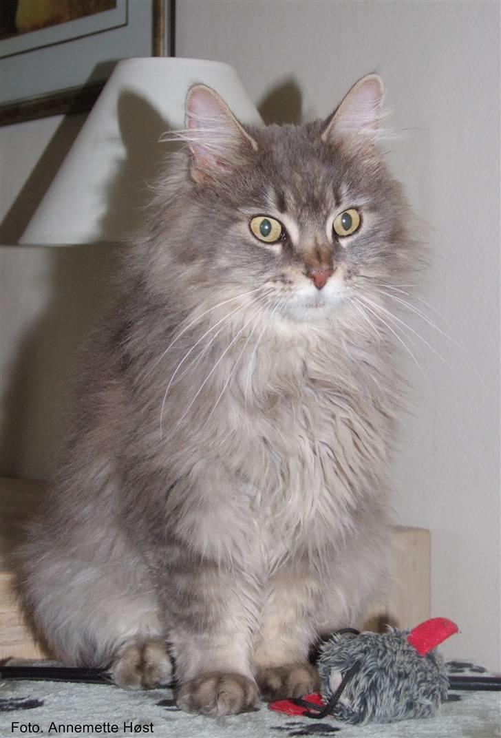 Maine Coon Naomi billede 5