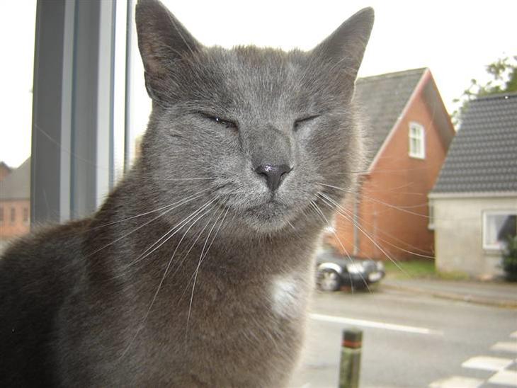 {{currentPhoto.altText}} billede {{currentPhoto.number}}