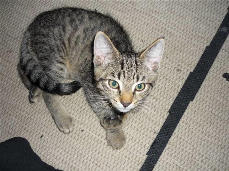 {{currentPhoto.altText}} billede {{currentPhoto.number}}