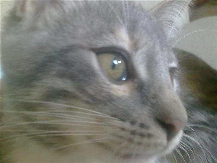 {{currentPhoto.altText}} billede {{currentPhoto.number}}