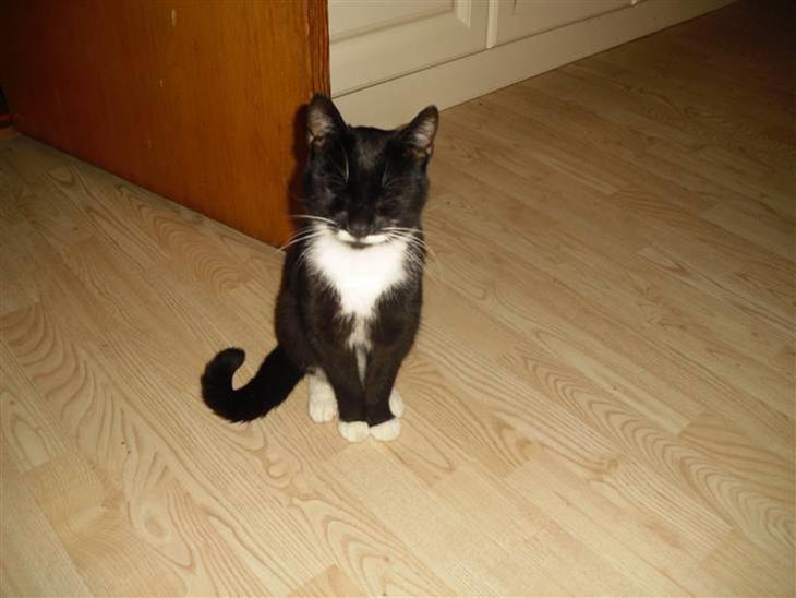 Huskat HUGO billede 1