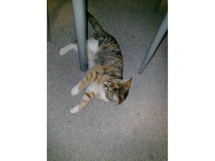 {{currentPhoto.altText}} billede {{currentPhoto.number}}