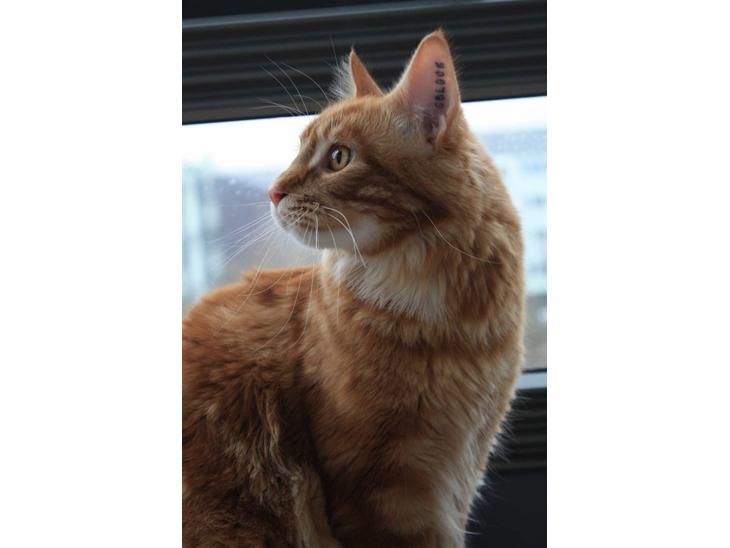 {{currentPhoto.altText}} billede {{currentPhoto.number}}