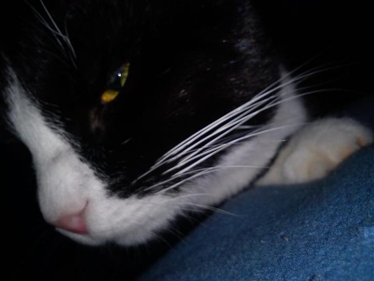 {{currentPhoto.altText}} billede {{currentPhoto.number}}