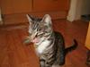 Huskat vitto (R.I.P)