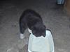 Huskat Baby