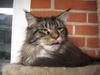 Maine Coon balou