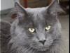 Maine Coon DK Royal Montana's Moonwalker