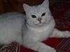 British Shorthair Bakus/Billie