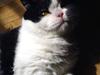 British Shorthair Kenzo