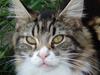 Maine Coon Mini