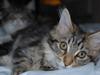 Maine Coon PellePelle