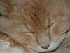 Maine Coon Geo